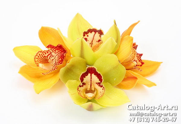 Yellow orchids 17